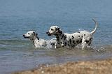 DALMATIEN 214
